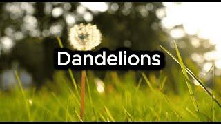 Dandelions by Melody Haven