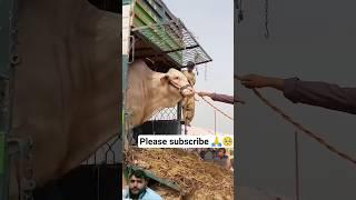 bull|mawashi mandi Eid Mubarak abduvlog Abdullah Mini vlog abduvlog #cow #cattleworld #cowpalace #