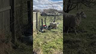 A sheep and a lamb grazing. #sheep #lamb #grazing #short #farmanimals