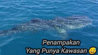 Lagi Asik Mancing Malah Disamperin Hiu Tutul ‼️Spot Pipa Laut Jepara