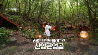 [갑조네TV]  | 산수국천국 | 산양큰엉곶 | 산수국