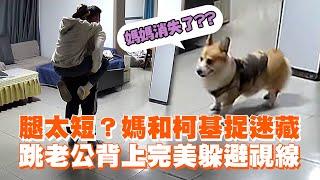 腿太短？媽和柯基捉迷藏　跳老公背上完美躲避視線｜寵物動物