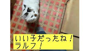 ラルフにご褒美のオオモンハタの焼き魚#野良猫 #k2ファミリー