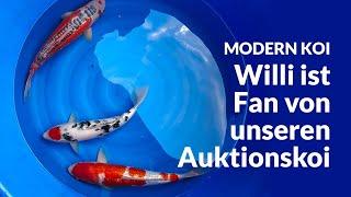 Willis neue Koi | Modern Koi Blog #6905