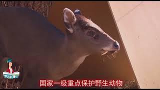 Chinese panda我也是中国独有的动物，为什么就光让大熊猫当国宝？难道就因为我长的像吸血鬼吗？超清版