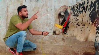 Mr ballu cow funny videos 2023 ||ballu || funny || videos || cow ||