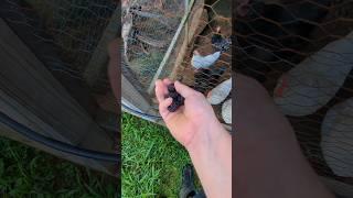 Will The Chickens Eat These Black Berries? #chickenfood
