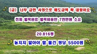 [급매임야] 20.816평  벌목후 나무를 심지 않은 임야  와전전 꿀입니다 ...어때요 평당 5500원