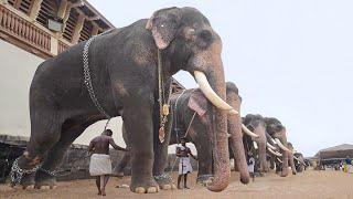 The Fascinating but Dangerous Job of Moving Dozen of Giant Elephants