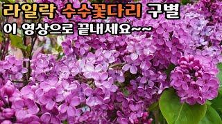 라일락 수수꽃다리 구별 이 영상으로