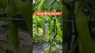 당조고추 당뇨에 도움이 된다고 하네요