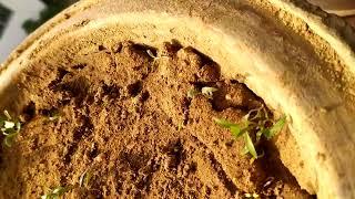 update of coriander plant#######