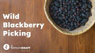 Wild Blackberry Picking - lemonGRAFT Stories