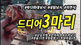 삼길포 만석좌대 자연식 우럭낚시 드디어 3짜 3마리