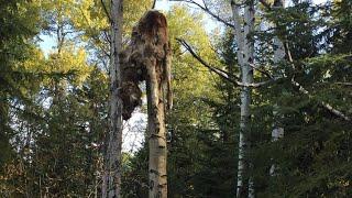 Did A Sasquatch Person Place A Moose 20 Ft Up A Tree?!  Photo Included   HD 720p