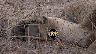 safariLIVE - Sunrise Safari - May 28, 2019