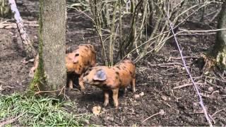 Permaculture:  A visit to Landews Meadow Farm Kent, UK