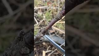 Pruning and shaping a columnar apple tree #appletree #pruning #shaping