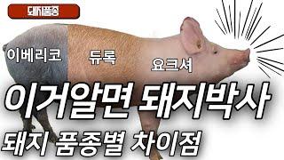 이베리코, 듀록, 요크셔, 버크셔. 품종별로 알아보는 돼지고기!