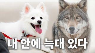 스피츠가 예민보스인 이유 | 견종백과 스피츠편