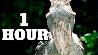 ShoeBill Stork In Rain Meme for 1 Hour