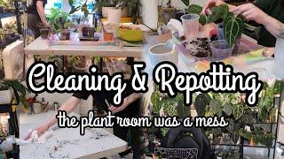 cleaning the plant room + plant chores  Repot Anthurium, Hoya & Philodendron