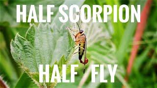 Half Scorpion, Half Fly: The Scorpionfly