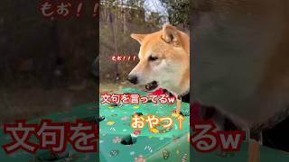 文句を言う柴犬が面白い『はやく、おやつちょうだい』　#柴犬　#犬　#かわいい犬 #犬のいる暮らし #おもしろ