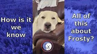 Video of adoptable pet named Frosty Bear