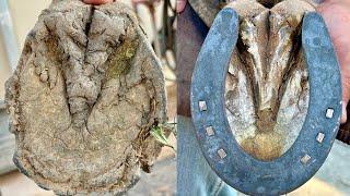 Full horse hoof Restoration with sliders | Satisfying