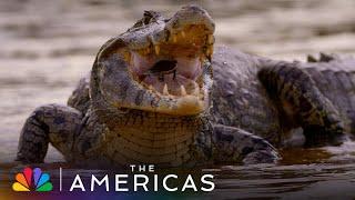 Tom Hanks Narrates How the Yacare Caiman Alligator Makes the Water Dance | The Americas | NBC