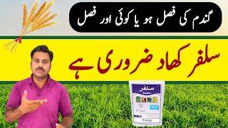 Sulphur use in wheat crop | How to apply sulphur in agricultural crops | Abid Ali Agrarian