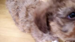 8 weeks lagotto puppies