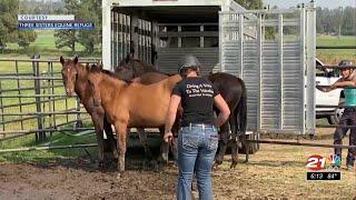 'Reach Out to Horses' wild horse training underway