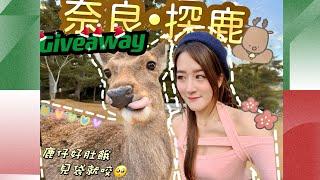 【Kon旅行】Giveaway • 大阪自由行2022 ️奈良公園探小鹿Nara Park| 睇紅葉 red autumnal leaves|黑門市場食剌身生蠔|𝑲𝒐𝒏𝑲𝒐𝒏康娜