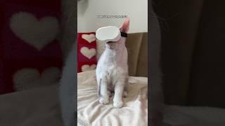 My Cat Is An IPad Kid  #shorts #cats #pets #comedy #hairlesscat