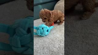 #toypoodle #puppy plays with balls #poodle #dogs #shorts