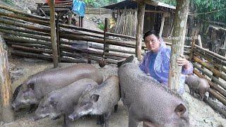 Typhoon Yagi causes heavy rain and flooding on Robert's farm. Green forest life