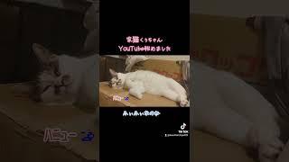 #くぅちゃんクッキング#炊飯器#簡単#猫ご飯#手作り猫ご飯#野良猫#猫#保護猫#ペット#犬#らーめん#ねこ屋食堂#味噌ラーメン#喜多方ラーメン#炒飯#チャーシュー#餃子#カシスオレンジ#みれい