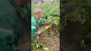 Broad bean harvesting process- Good tools and machinery can increase work efficiency