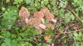 Morilles et champignons de saisons ..