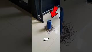The Most Mind-Blowing Ant Facts