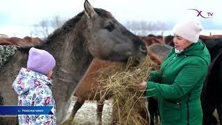 Разведение лошадей - серьезный бизнес