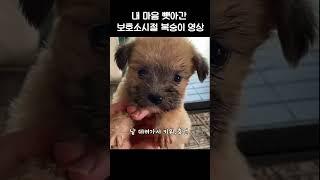 내 마음 뺏아간 보호소시절 복숭이 영상 #shorts #유기견입양 #유기견보호소