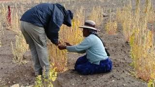 How does Quinoa production contribute to sustainable development?