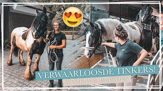 12 NIEUWE VERWAARLOOSDE TINKERS!! || Paardzoektbaas