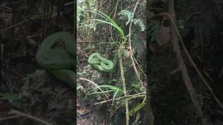 Pit Viper #When you encounter Dangerous Pit Viper Snake while camping #hiking