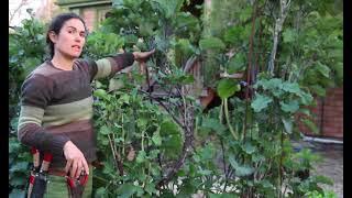 Planting and Staking Purple Tree Collard Plants