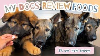 Four German Shepherds Review Food