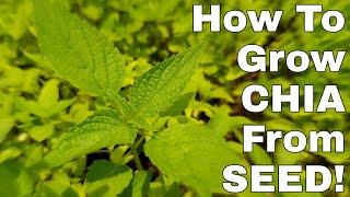 How To Grow CHIA From SEED!